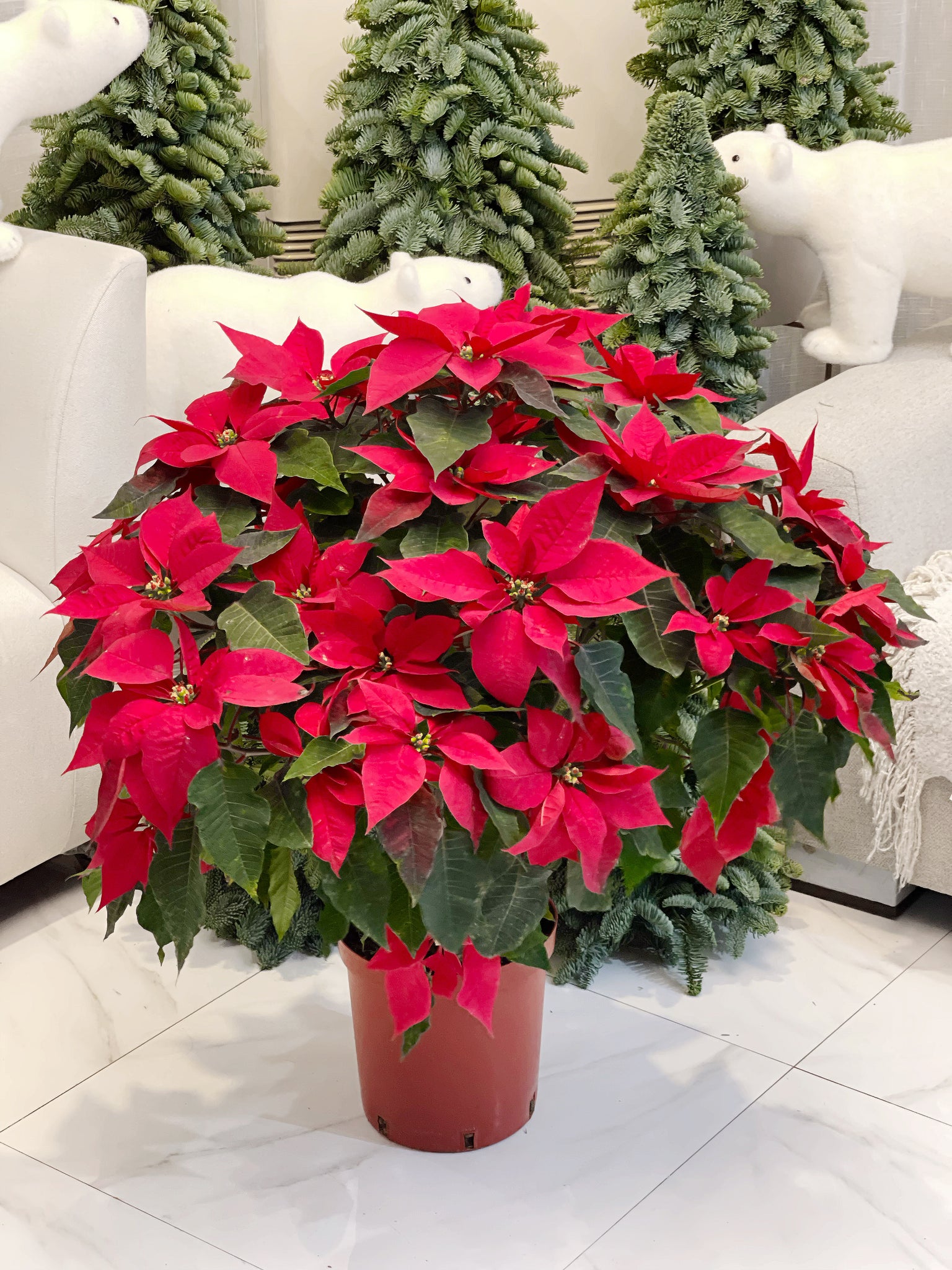 Poinsettia Mother Plant