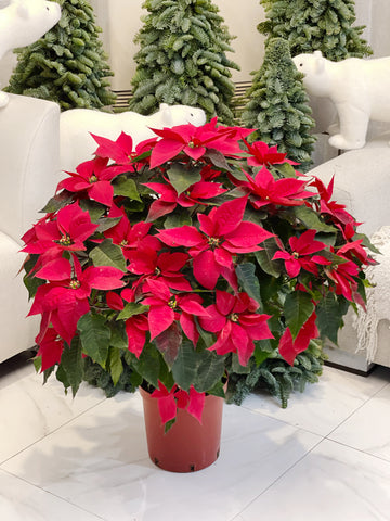 Poinsettia Mother Plant